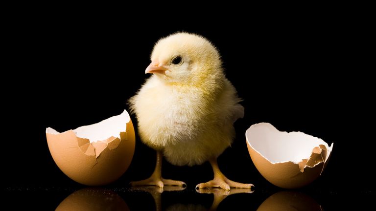 what came first